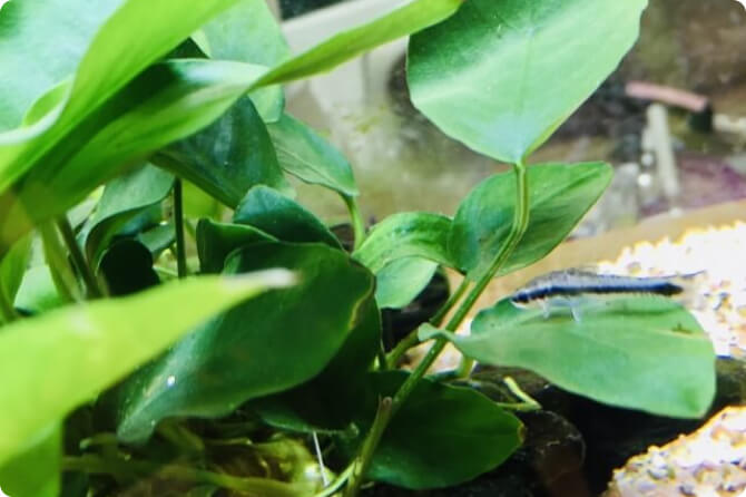 アヌビアス・ナナの写真